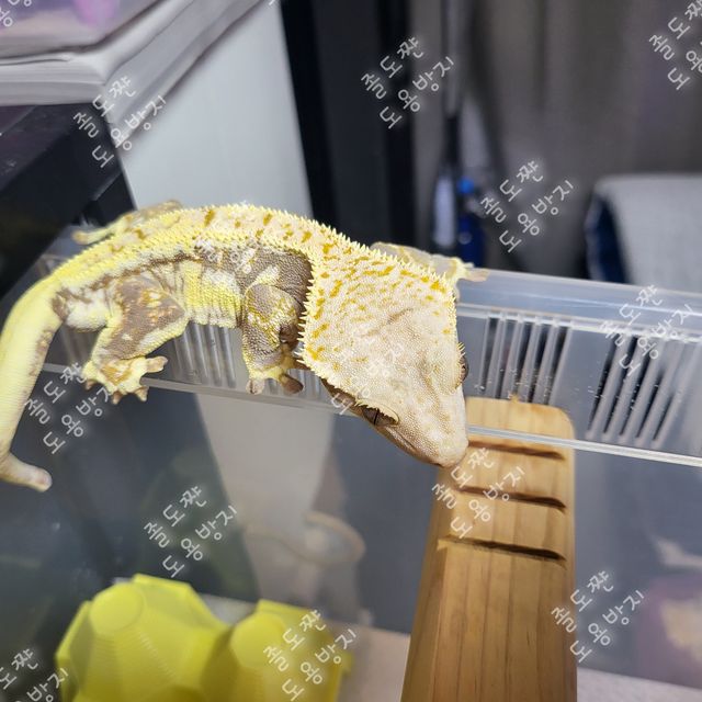 릴리화이트