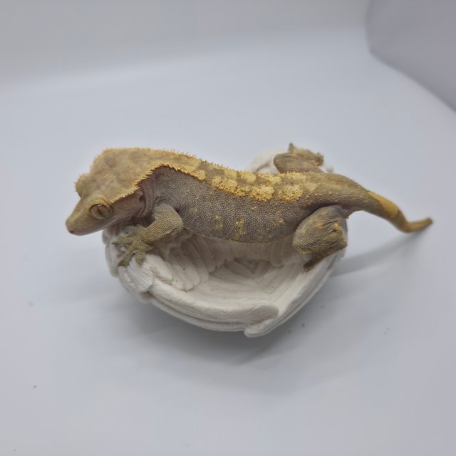 노멀 레드 할리퀸