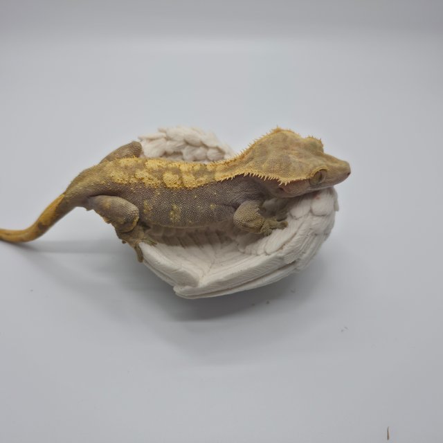 노멀 레드 할리퀸