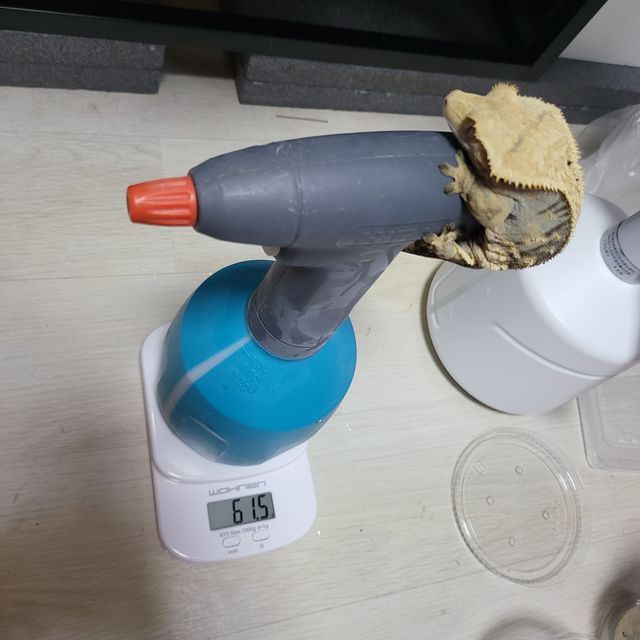 쿼드