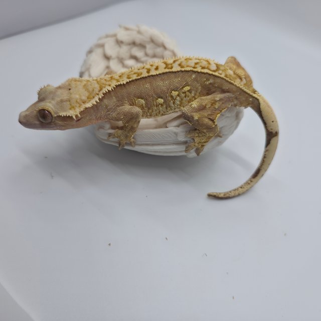 릴리화이트 쿼드