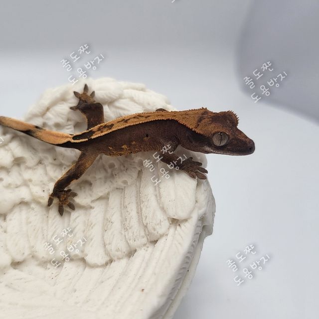 노멀 할리퀸