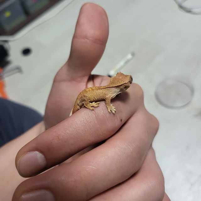 벅스킨 레드