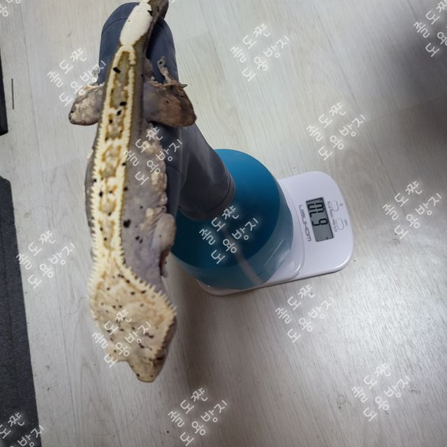 할리퀸