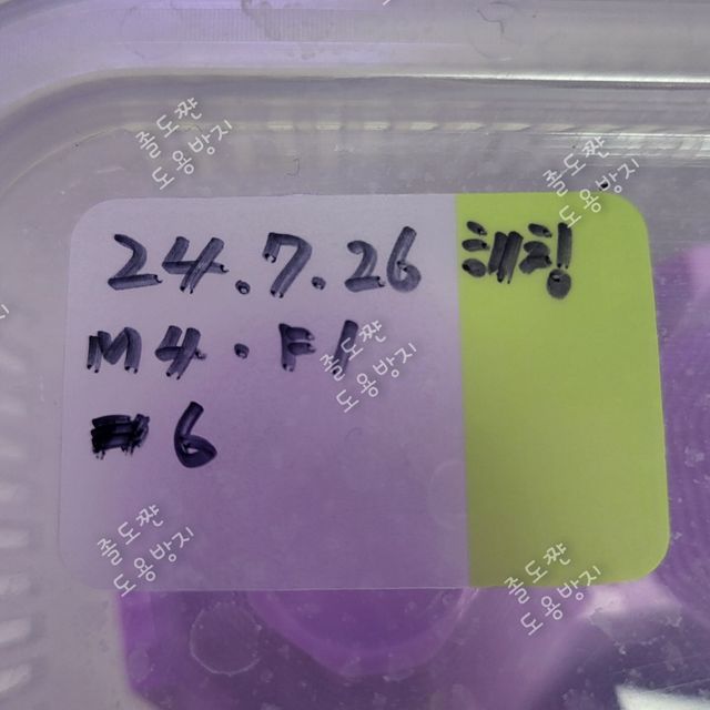 릴리화이트