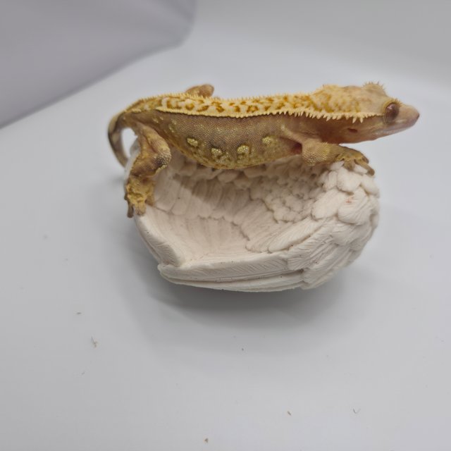 릴리화이트 쿼드