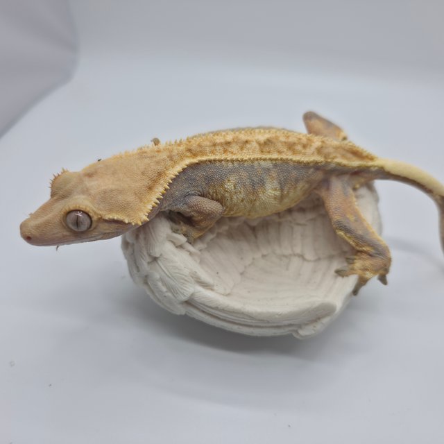 노멀 트라이 익스트림할리퀸