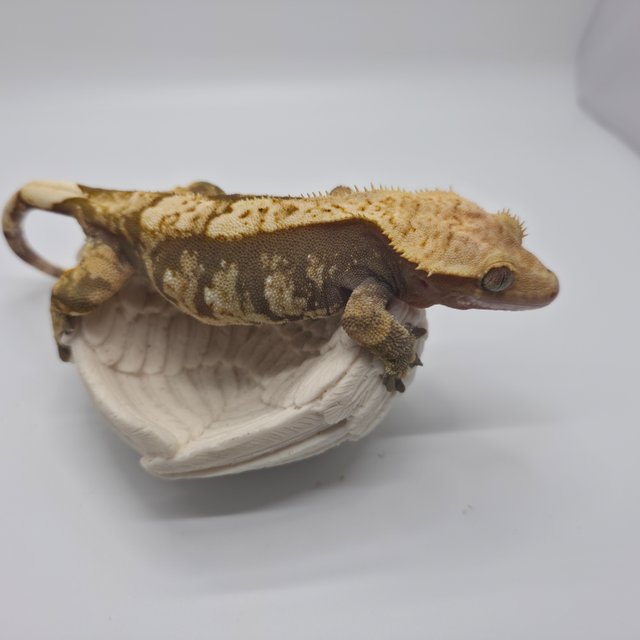 노멀 익스트림할리퀸 화이트포트홀