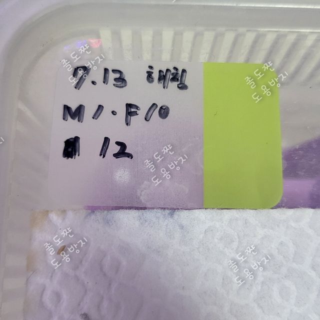 노멀 할리퀸