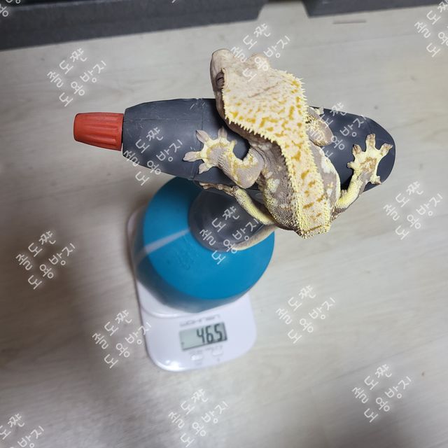 릴리화이트