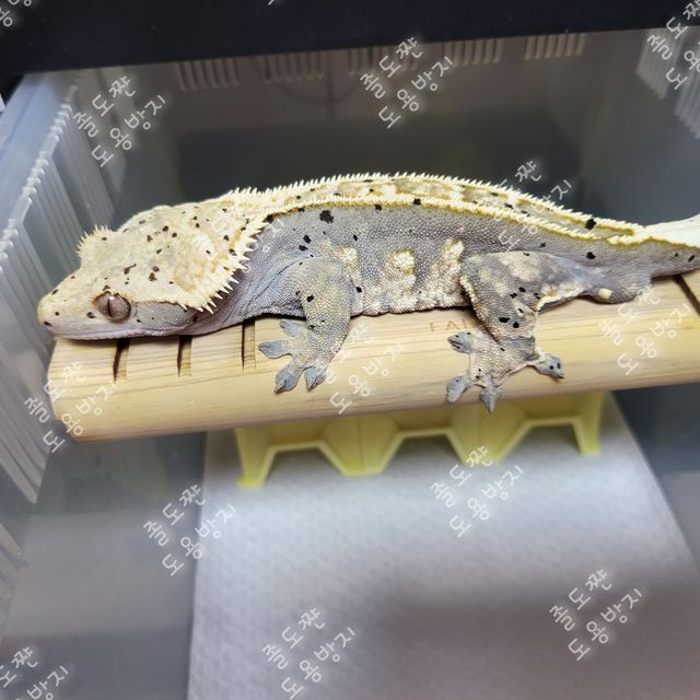 할리퀸