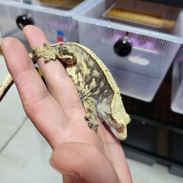 쿼드