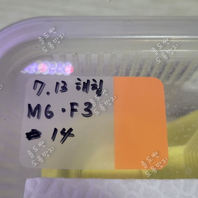 노멀 벅스킨