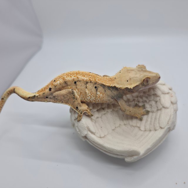 노멀 트라이 익스트림할리퀸