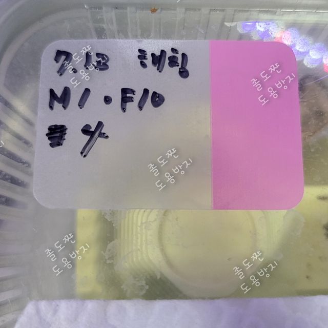 릴리화이트