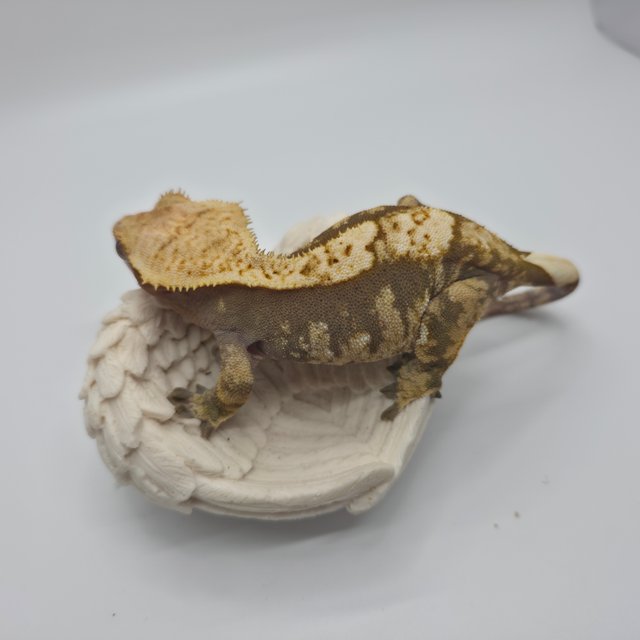 노멀 익스트림할리퀸 화이트포트홀