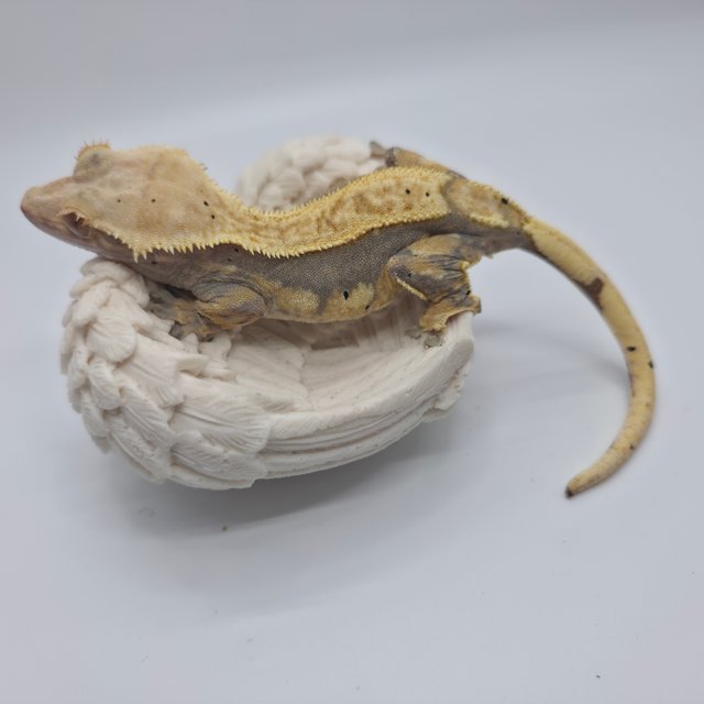 노멀 트라이 익스트림할리퀸