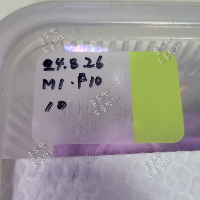 릴리화이트