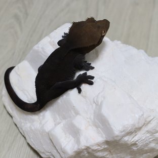 크라피카