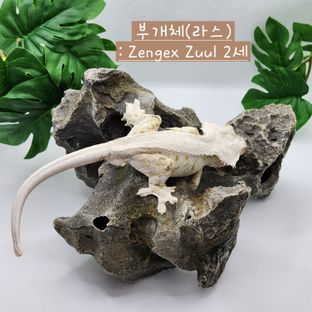 라스