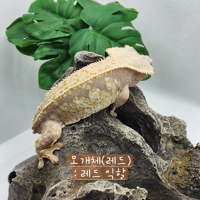 노멀 익스트림할리퀸 레드