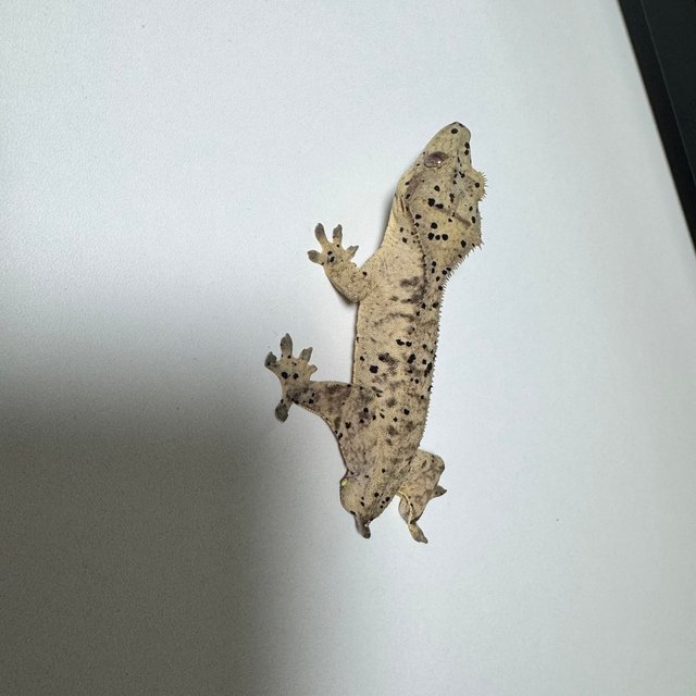 노멀 슈퍼달마시안