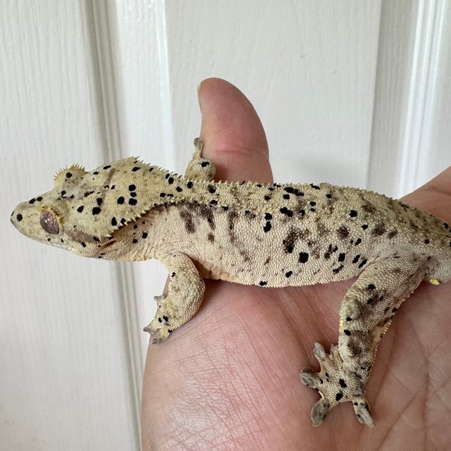 노멀 슈퍼달마시안