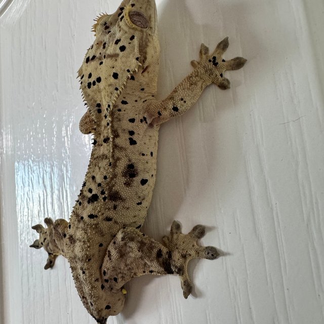 노멀 슈퍼달마시안