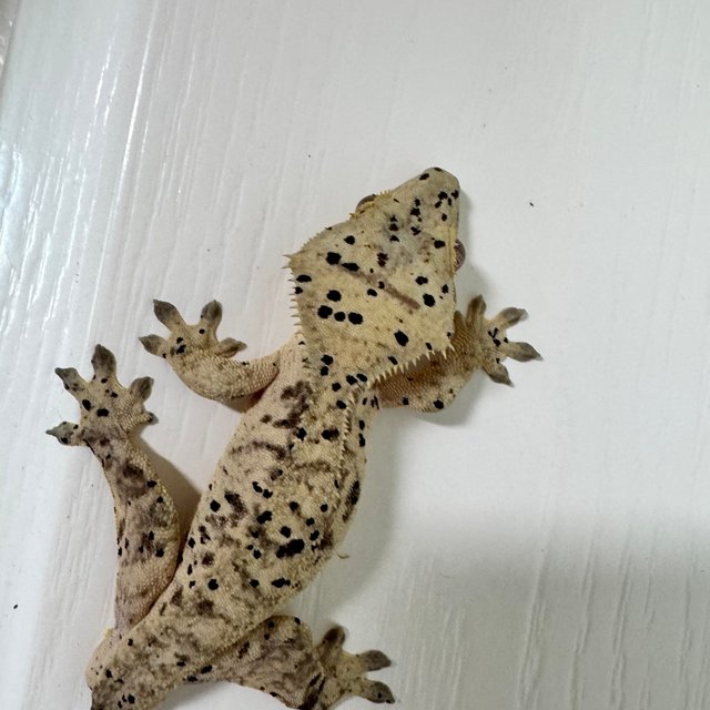 노멀 슈퍼달마시안