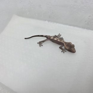 루왁