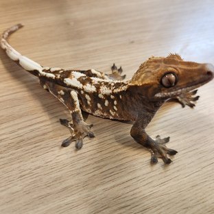 세이블