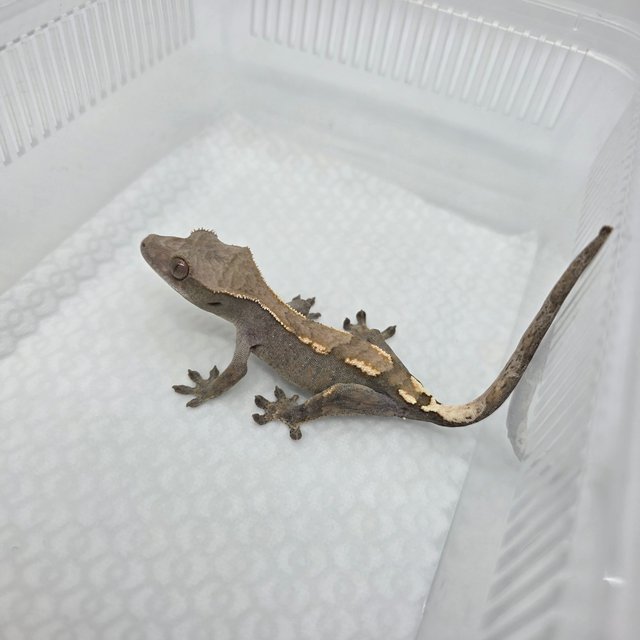 세이블 100%헷아잔틱