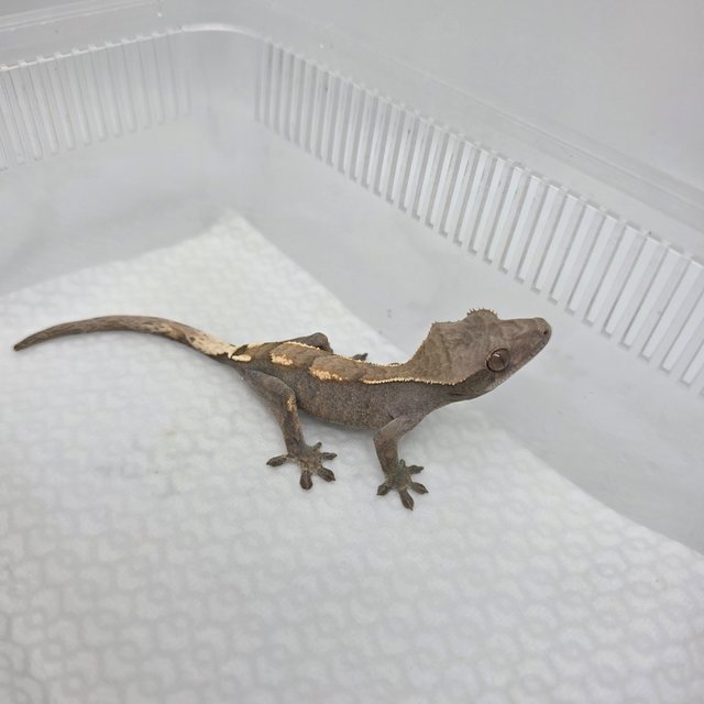 세이블 100%헷아잔틱