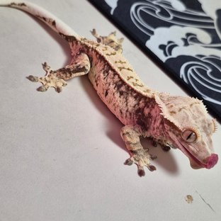 노멀 화이트스팟 트라이