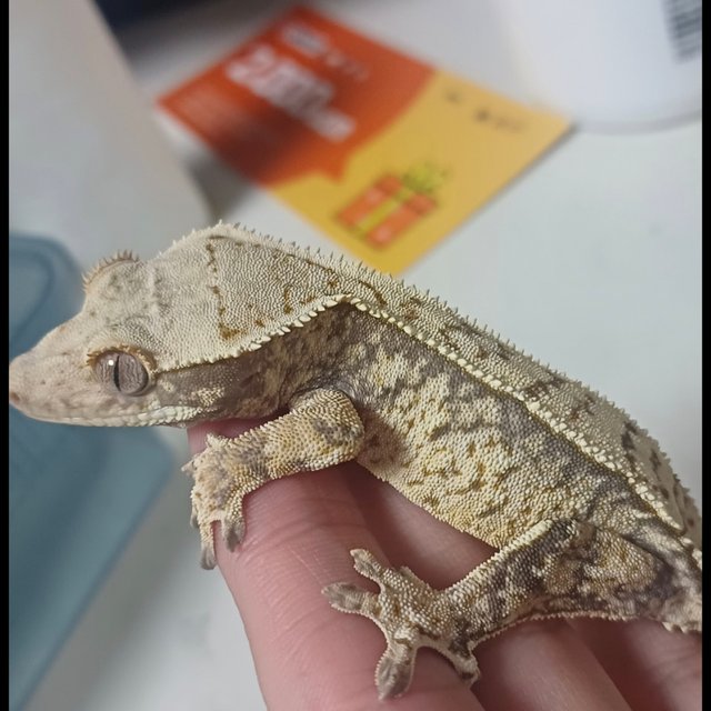 노멀 화이트스팟 트라이