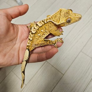 노멀 크림시클 옐로우