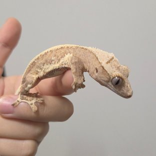 크림1
