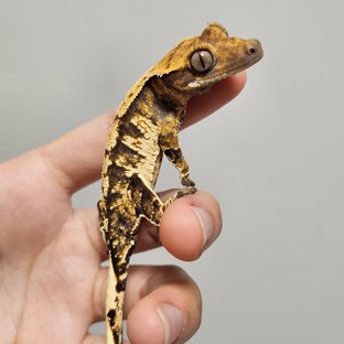 노멀 트라이 익스트림할리퀸