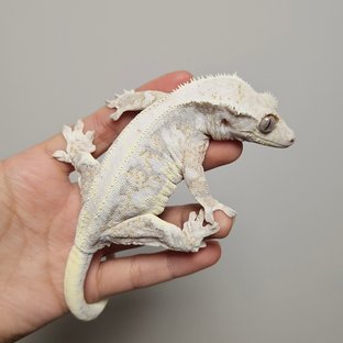 릴리화이트 트라이