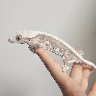 핑핑이