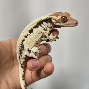 티라노
