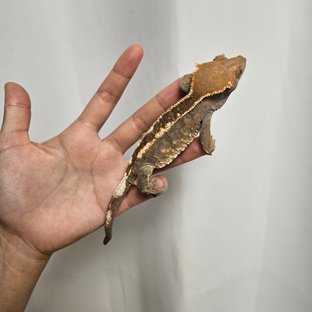 텐저린 카푸치노