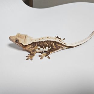 핑핑이