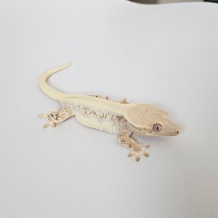 릴리화이트 솔리드백