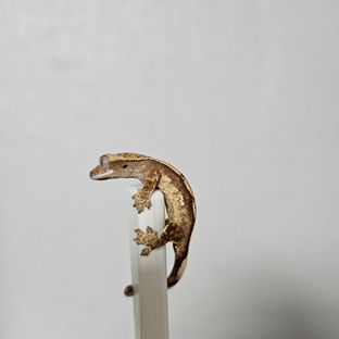 노멀