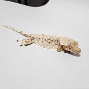 포키