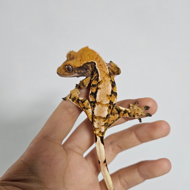 노멀 트라이 익스트림할리퀸 텐저린