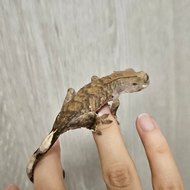 팬텀 100%헷아잔틱