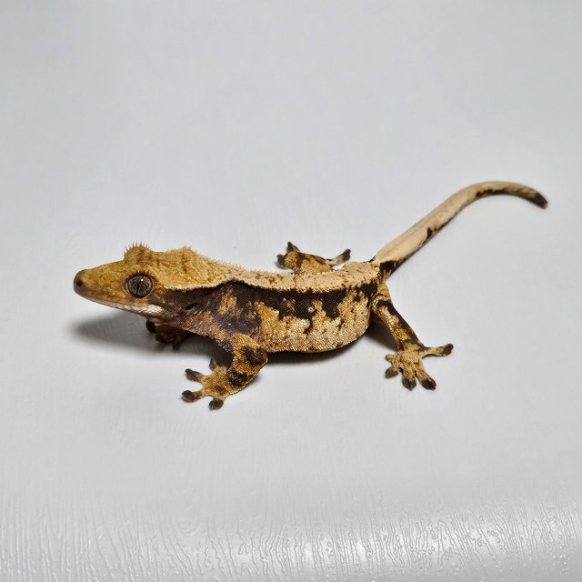 노멀 트라이 익스트림할리퀸