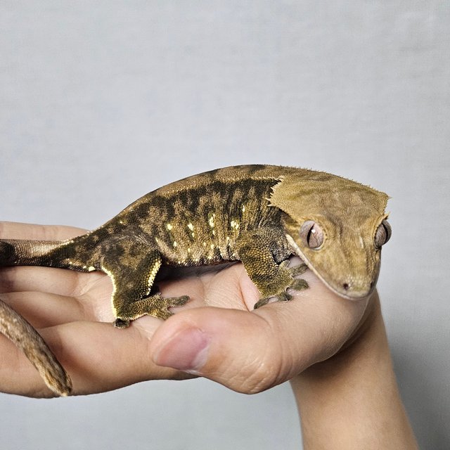 노멀 트라이 팬텀 다크